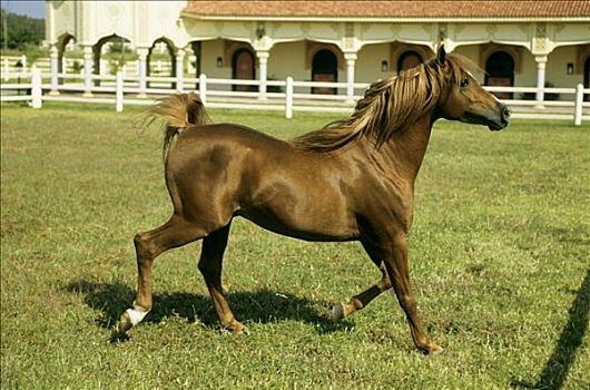 摩洛哥,褐色,马,种马场