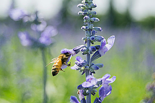 蜜蜂与薰衣草