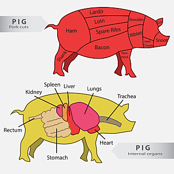 猪器官解剖图图片