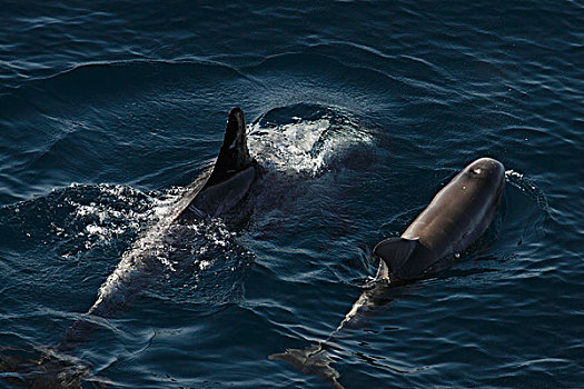 海豚,一对,平面,加利福尼亚