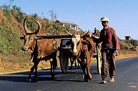 马达加斯加,靠近,农民,牛,手推车,途中