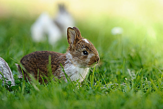 小兔,草丛