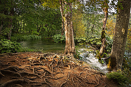 树林,十六湖国家公园,克罗地亚