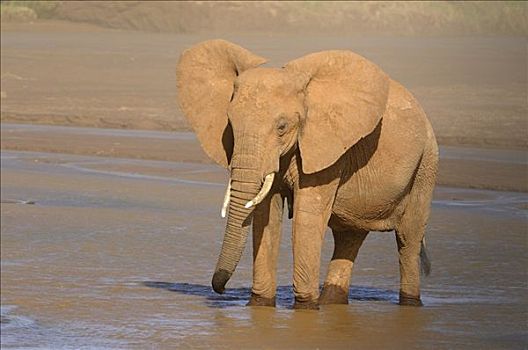非洲,灌木,大象,非洲象,喝,萨布鲁国家公园,肯尼亚