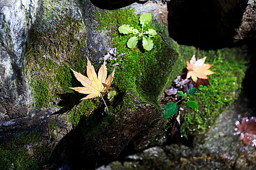 深秋岩石上的枫叶,拍摄于山东省济南市九如山