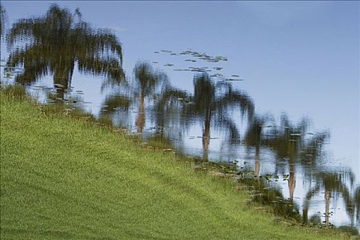 反射,棕榈树,水中,迈阿密,佛罗里达,美国