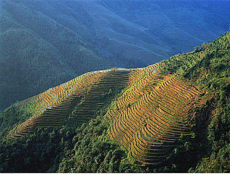 俯视,阶梯状,稻田,户外,龙山,中国