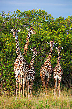 牧,马赛长颈鹿,长颈鹿,站,附近的,树,马赛玛拉国家保护区,肯尼亚,非洲