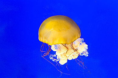 浮游生物图片