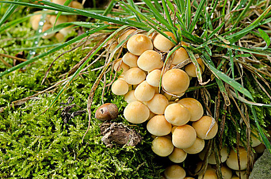 蘑菇,秋天,硫,丛生,北莱茵威斯特伐利亚,德国,欧洲