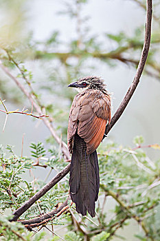 鸟,坐,栖息,枝条,红棕色,背影,头部,侧面,恩戈罗恩戈罗,保护区,坦桑尼亚