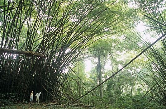 加纳,西部,区域,魅力,雨林,竹子,大教堂