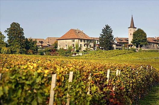 葡萄种植,乡村,瑞士