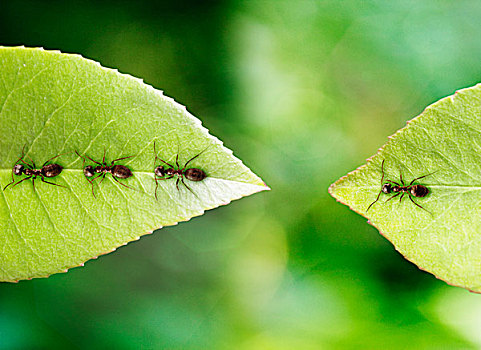 蚂蚁,叶子