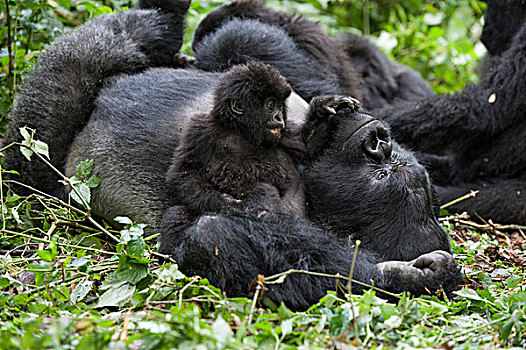 山地大猩猩,大猩猩,一个,一半,幼仔,玩,银背大猩猩,国家,卢旺达