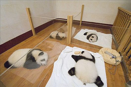 大熊猫,幼兽,睡觉,照料,卧龙自然保护区,中国