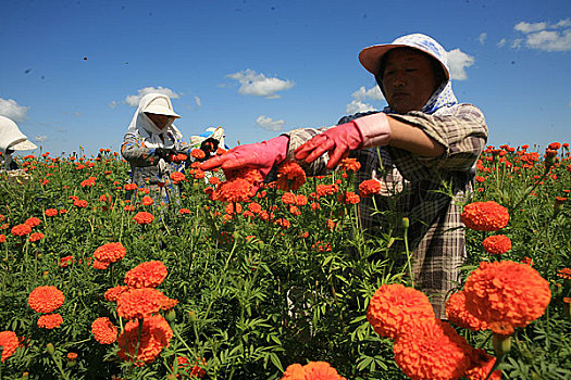 黑龙江鸡东地区种植的大面积万寿菊,农民在采摘万寿菊