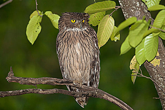 成年,栖息,枝头,夜晚,班德哈维夫国家公园,中央邦,印度,亚洲
