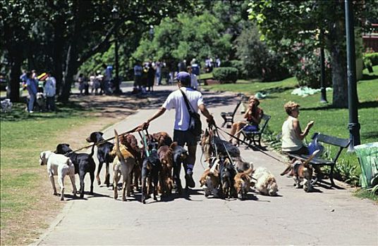 阿根廷,布宜诺斯艾利斯,男人,走,公园,几个,狗