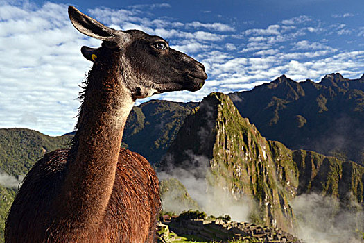 美洲驼,遗址,马丘比丘,靠近,库斯科,安第斯山脉,秘鲁,南美