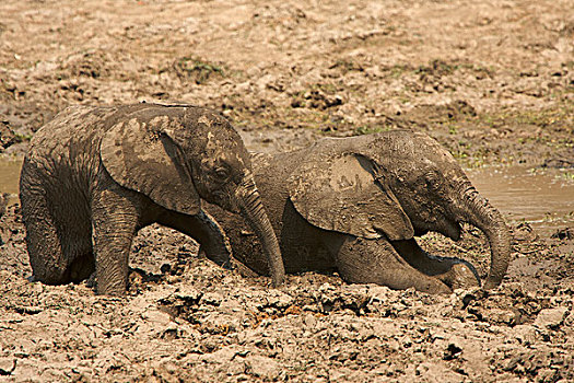 小象,非洲象,泥,浴室,国家公园,津巴布韦