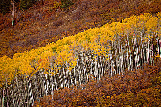 美国,科罗拉多,国家公园,白杨,秋天,围绕,橡树,黑色,峡谷