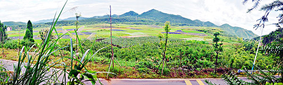 极乐村田野