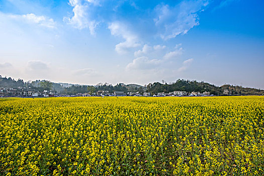 油菜花