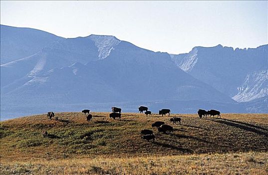 美洲野牛,野牛,水牛,哺乳动物,瓦特顿湖国家公园,加拿大,北美,世界遗产,动物