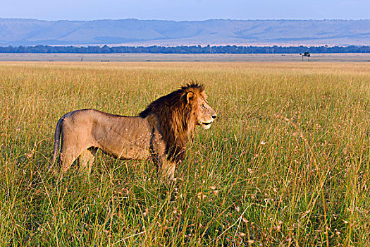 雄性,狮子,漫游,乐园,北方,马赛马拉,晨光,肯尼亚,非洲