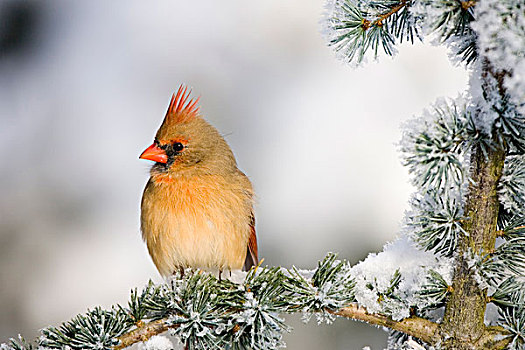 主红雀,雌性,蓝色背景,雪松,冬天