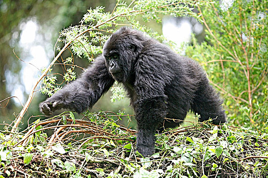 大猩猩,卢旺达