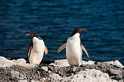 阿德利企鹅,保利特岛,恐惧,海湾,南极半岛,南极