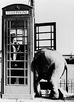 男人,小,大象,电话亭,英格兰,英国