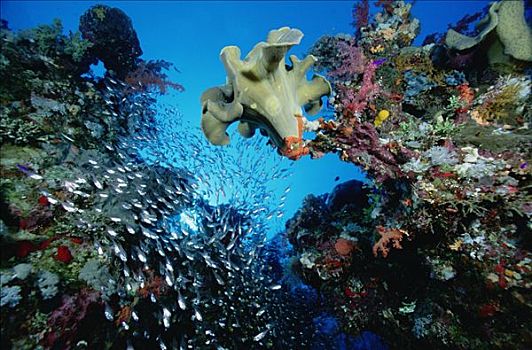 生物群,围绕,鱼群,海绵,软珊瑚,红海