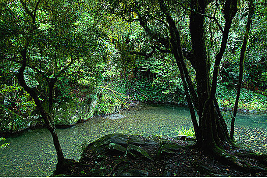 树,河流,树林,新南威尔士,澳大利亚