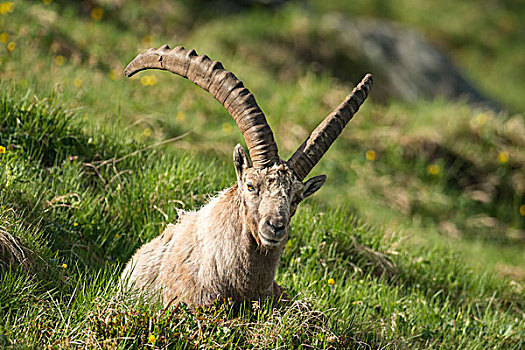 阿尔卑斯野山羊,高,陶安,国家公园,卡林西亚,奥地利,欧洲