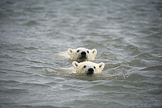 北极熊,一对,春天,幼兽,游泳,泻湖,岛屿,区域,北极圈,国家野生动植物保护区,北极,阿拉斯加,秋天