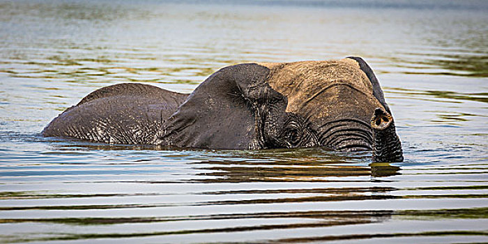 非洲象,游泳,乔贝,河,乔贝国家公园,博茨瓦纳,非洲