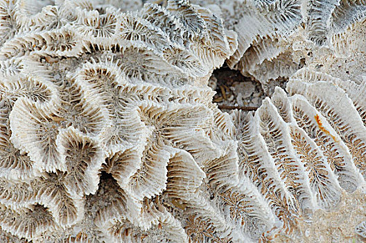 珊瑚,骨骼,塞舌尔