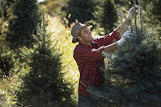 一个,男人,戴着,格子衬衫,大,种植园,有机,圣诞树