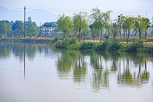 后塘河,保洁,水草