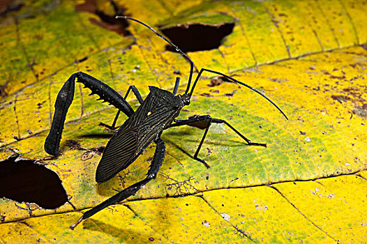 昆虫,半翅类,国家公园,亚马逊雨林,厄瓜多尔,南美