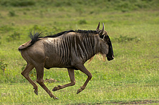 角马,安伯塞利国家公园,肯尼亚