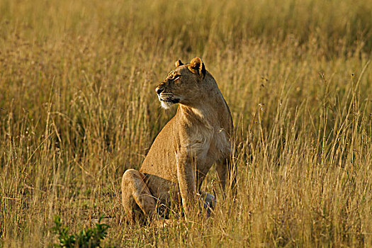 雌狮,狮子,大草原,马赛马拉,野生动植物保护区,肯尼亚