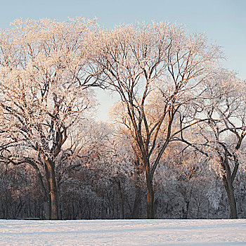 曼尼托巴,加拿大,树,地面,积雪
