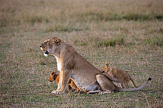 雌狮,狮子,玩,幼兽,马赛马拉国家保护区,肯尼亚,非洲