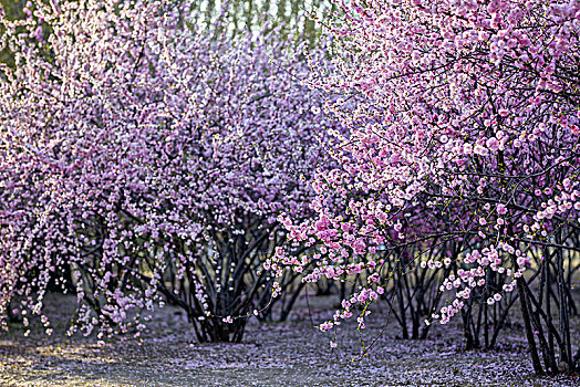 桃花盛开春光里