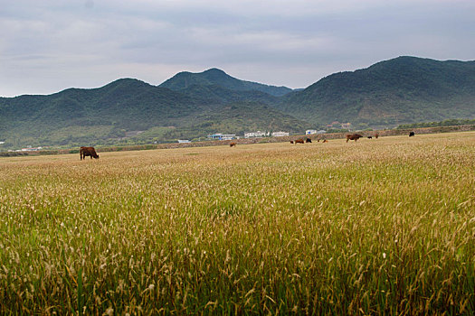 草原牧场,黄牛