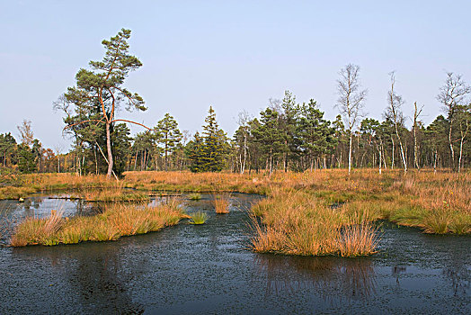 秋天,湿地,自然保护区,下萨克森,德国,欧洲